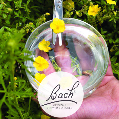 fleurs-de-bach-en-pharmacie
